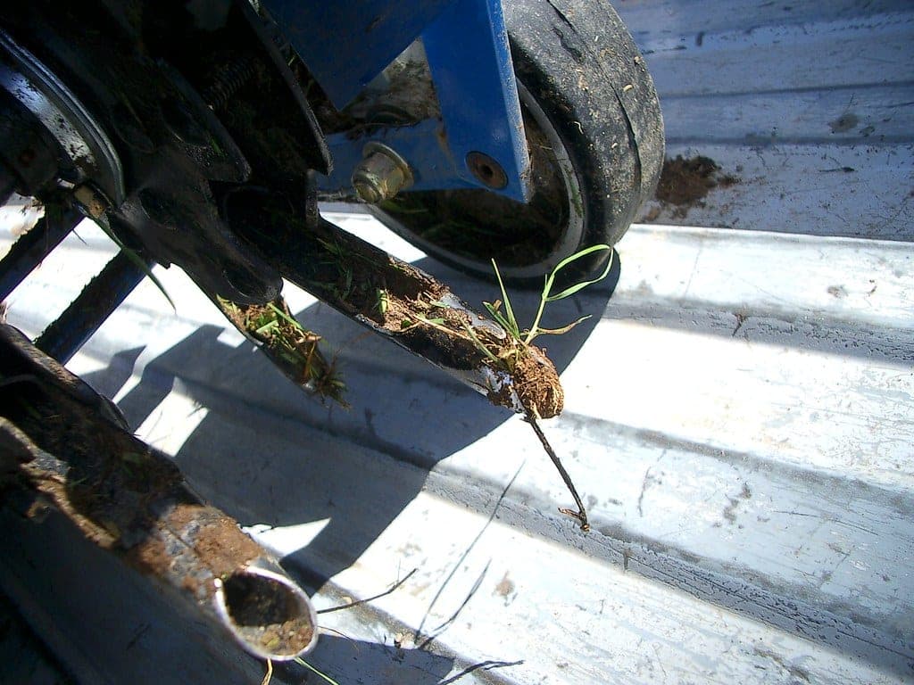 Soil cores pulled from a lawn during aeration