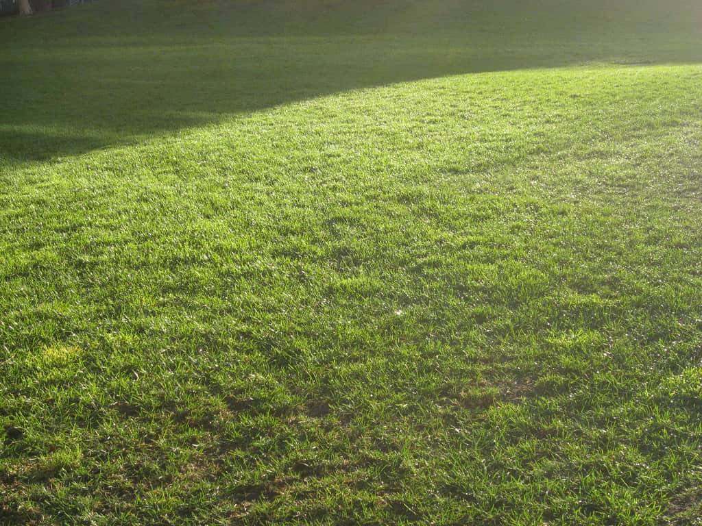 Sloping grass bank in a garden