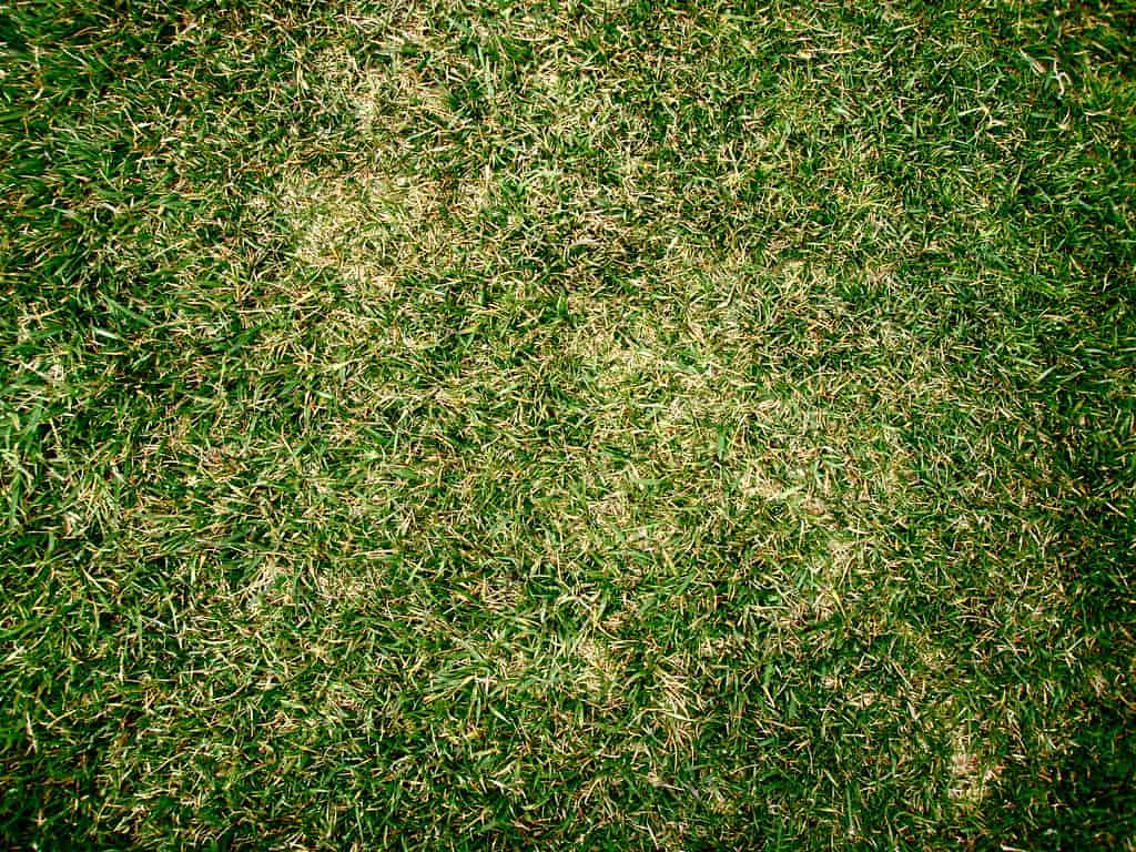 Large open lawn in front of a house