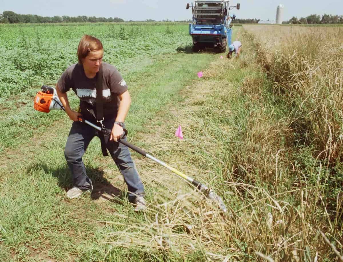 Hedge trimmer cutting a garden hedge