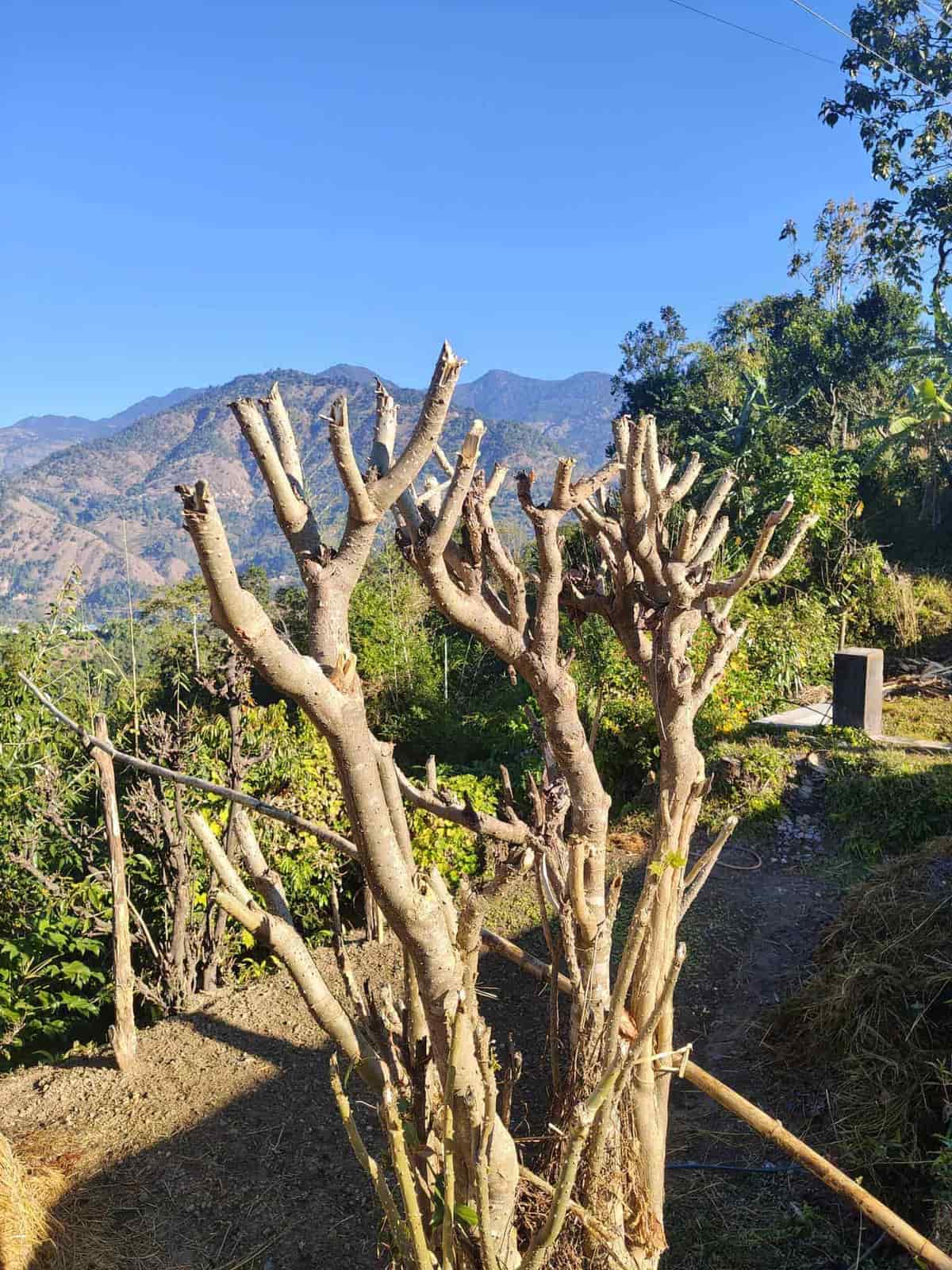 Pruning a high tree branch