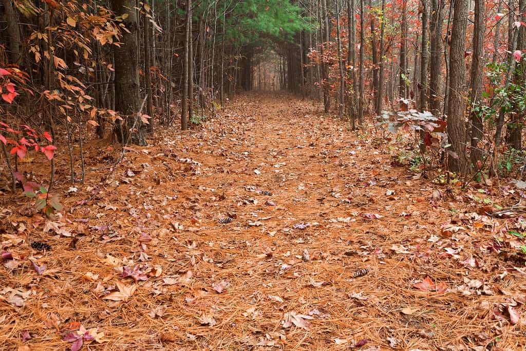 Quiet park path covered in autumn leaves