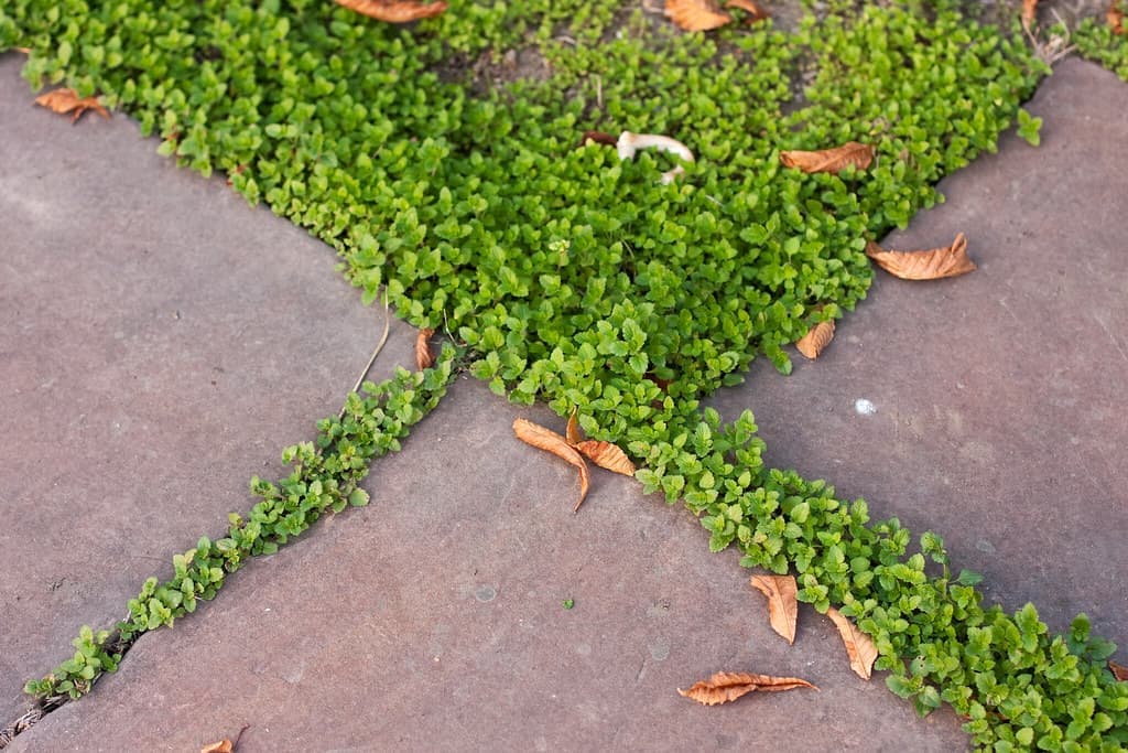 Large lawn covered in fallen autumn leaves