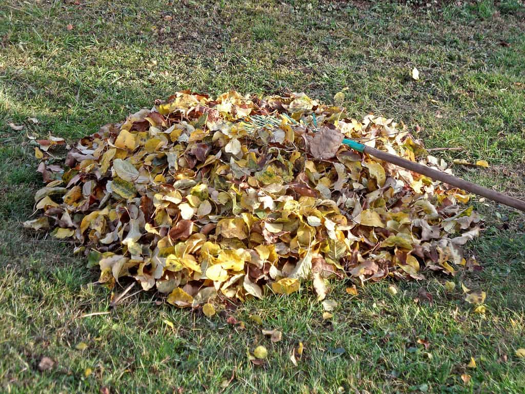 Raking autumn leaves in a garden